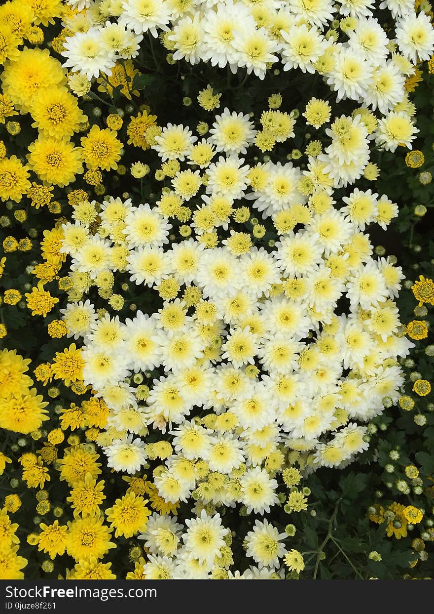 Flower, Flowering Plant, Plant, Yellow