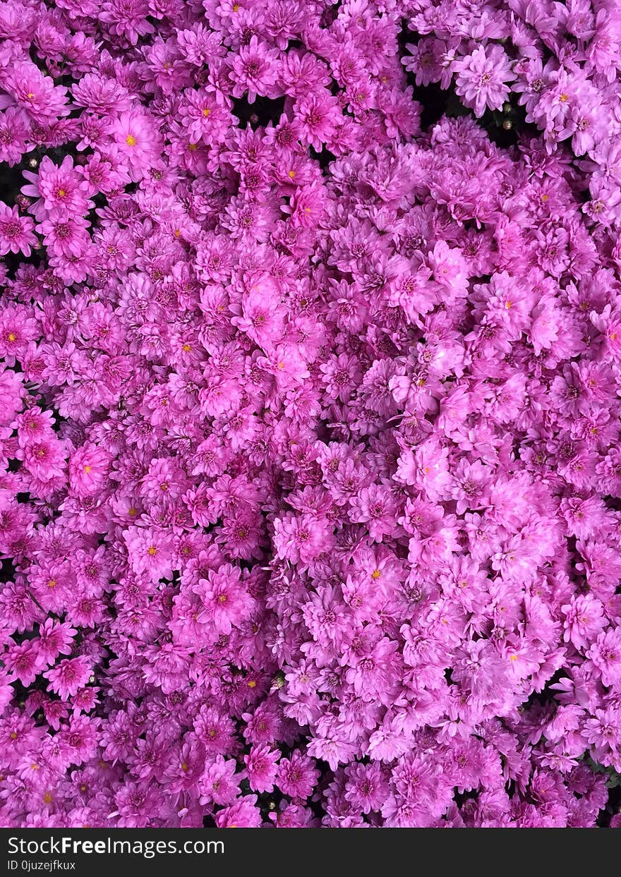 Pink, Flower, Plant, Purple