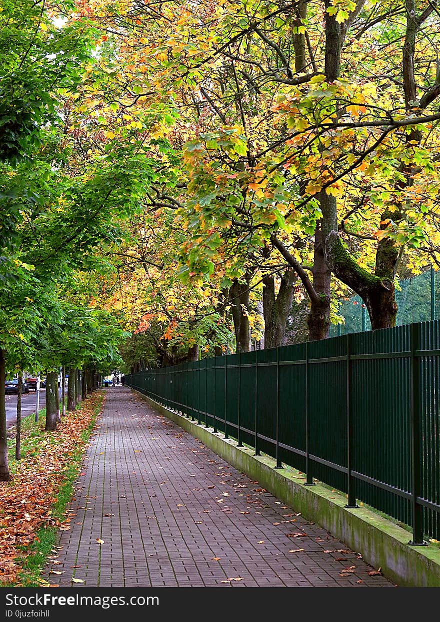 Leaf, Nature, Tree, Green