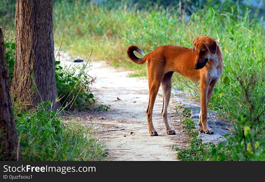 Fauna, Wildlife, Dog Breed, Grass