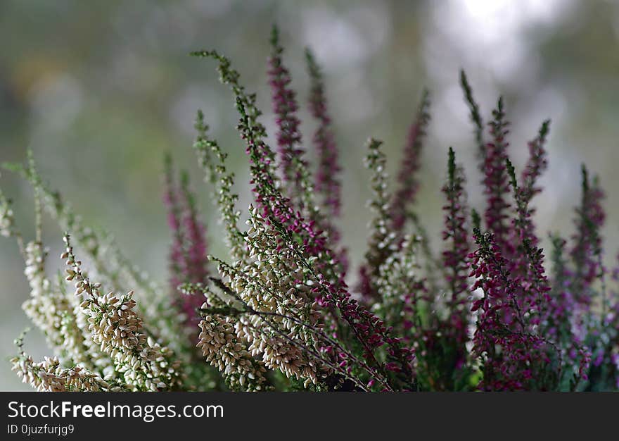 Plant, Flora, Flower, Spring