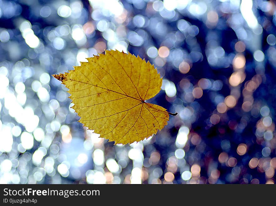 Leaf, Yellow, Autumn, Close Up