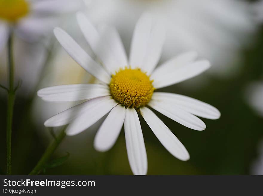 Flower, Oxeye Daisy, Flora, Yellow