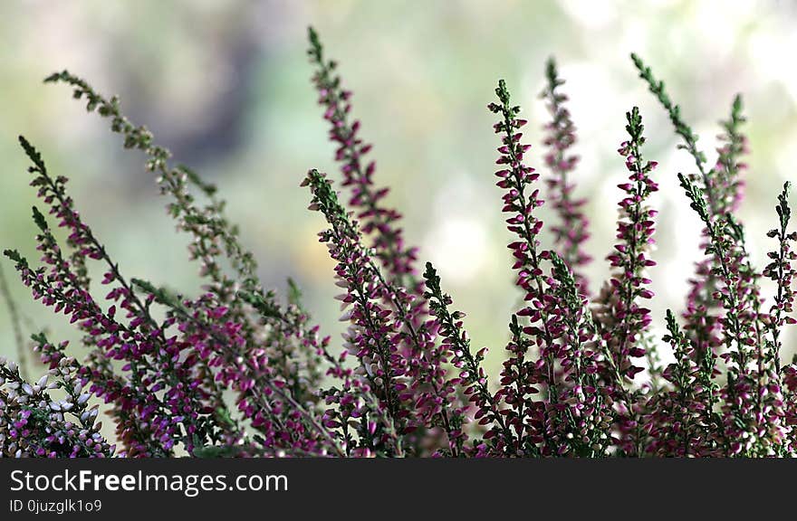 Plant, Purple, Flower, Lavender