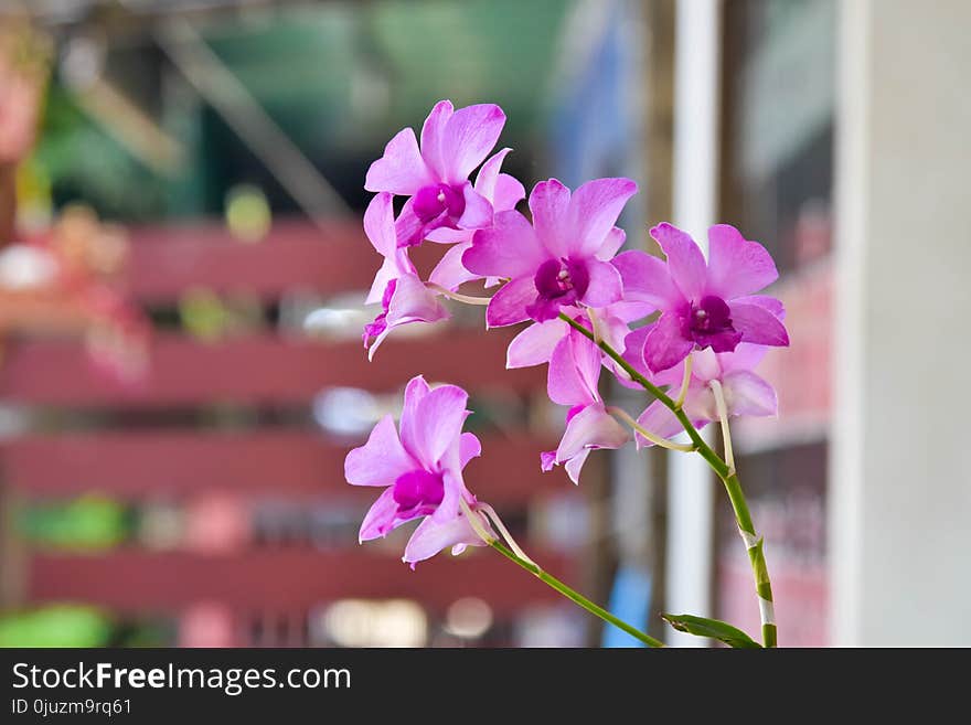 Flower, Plant, Pink, Flora