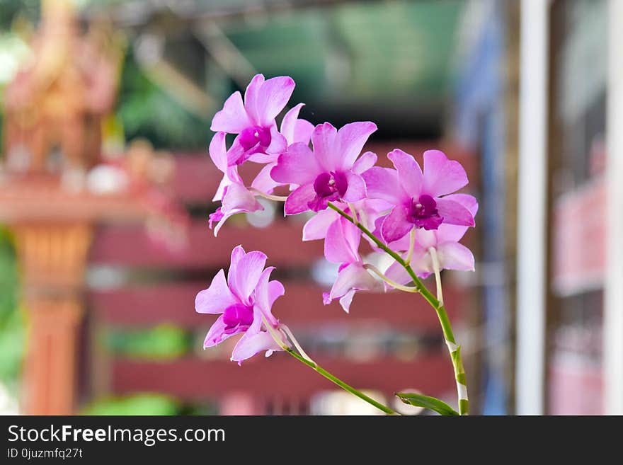 Flower, Plant, Pink, Flora