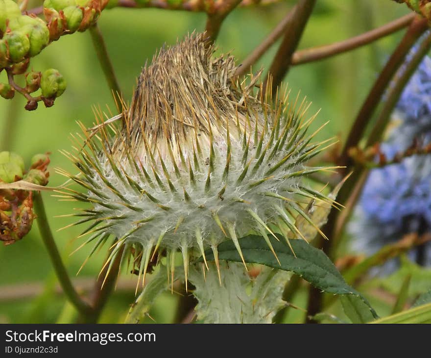 Plant, Vegetation, Flora, Thistle