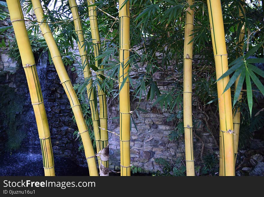 Bamboo, Tree, Plant Stem, Arecales