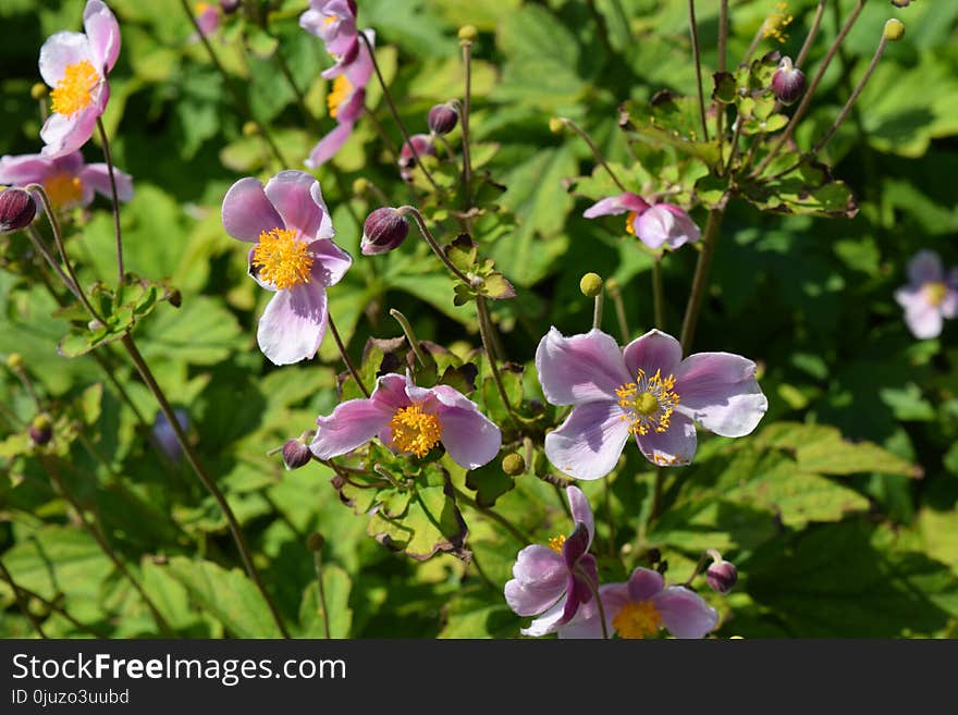 Flower, Plant, Flora, Flowering Plant