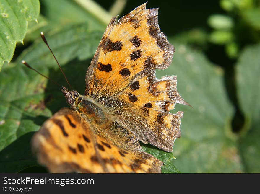 Butterfly, Insect, Moths And Butterflies, Lycaenid