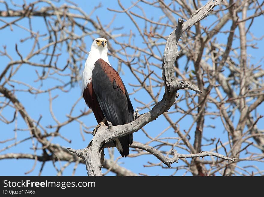 Bird, Eagle, Bird Of Prey, Accipitriformes