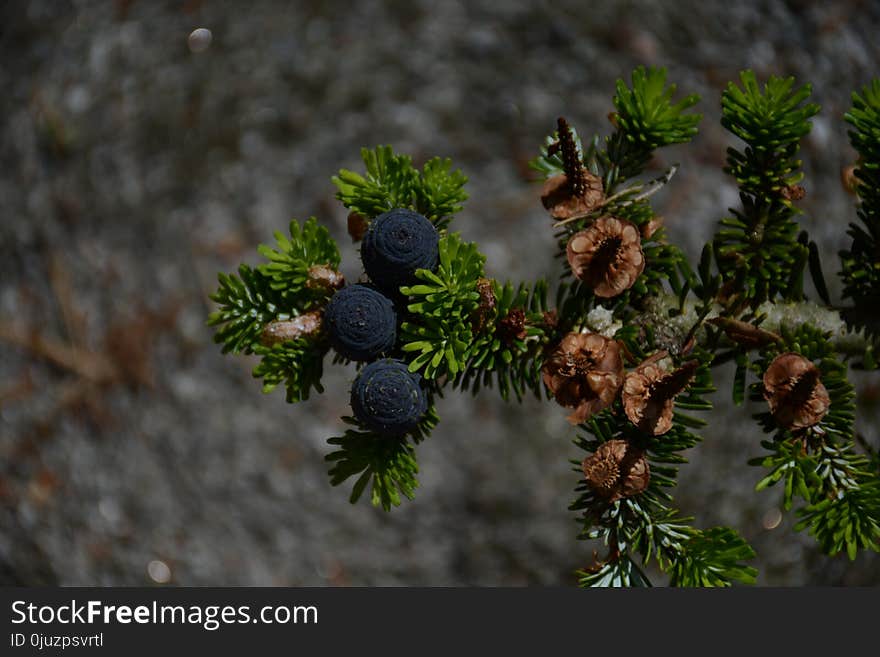 Flora, Tree, Pine Family, Conifer