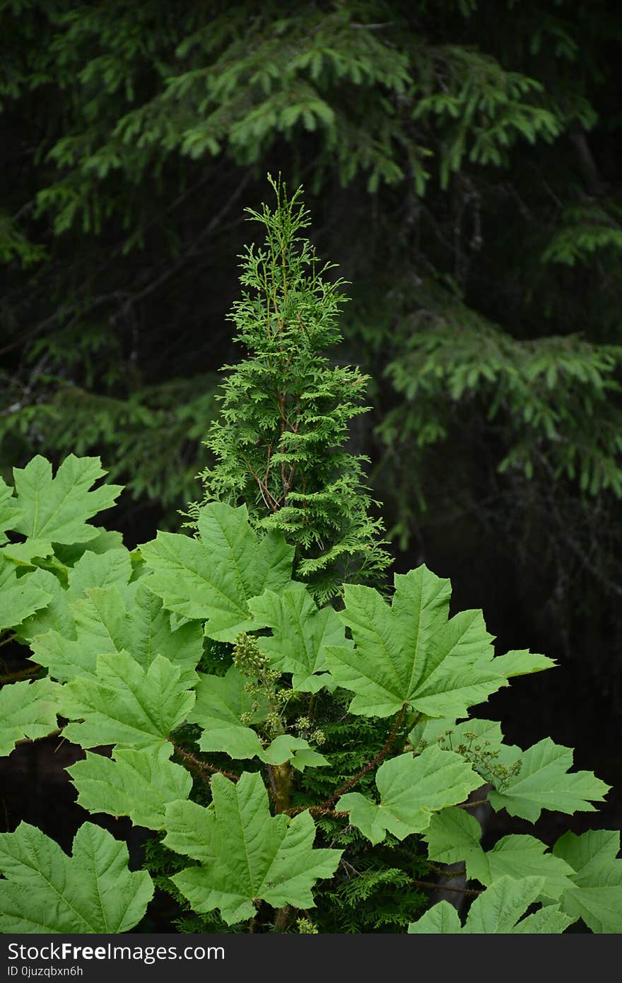 Vegetation, Leaf, Plant, Tree