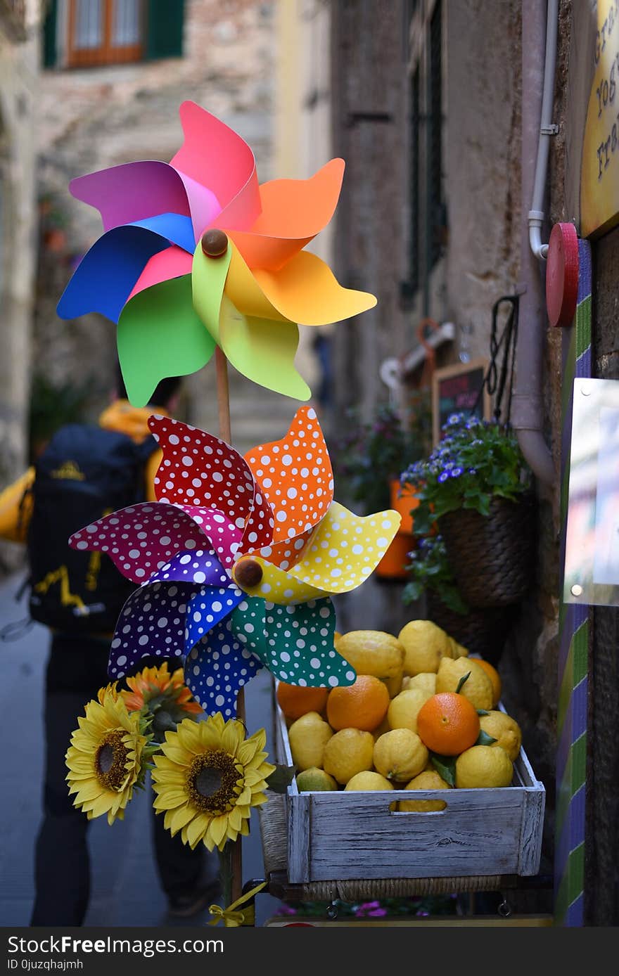 Flower, Yellow, Plant, Floristry