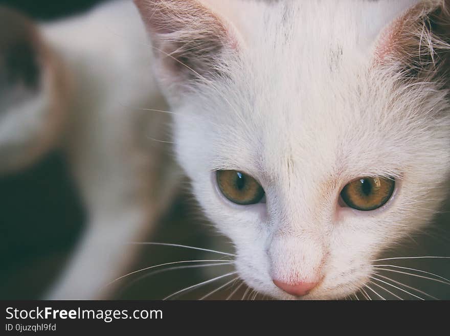 Cat, Face, Whiskers, Skin