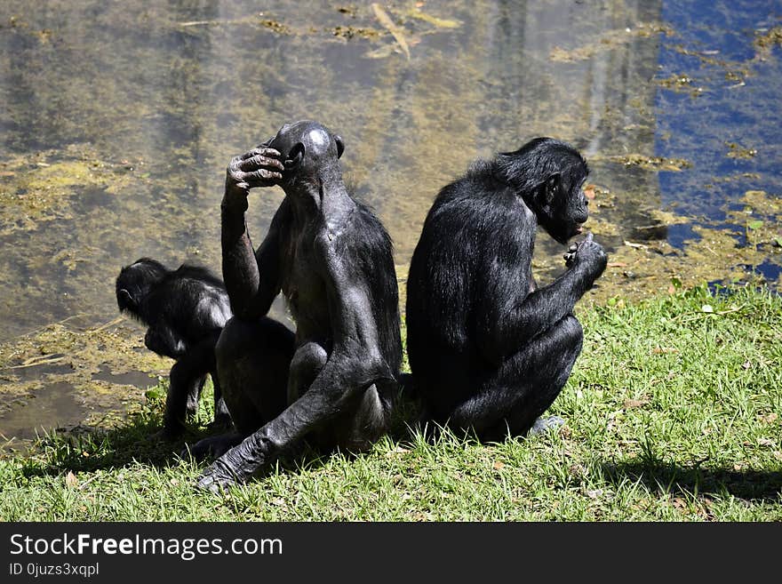 Chimpanzee, Common Chimpanzee, Great Ape, Mammal