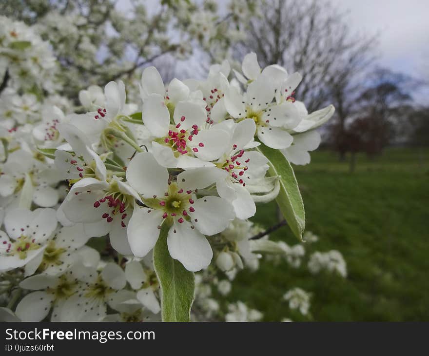 Blossom, Flower, Spring, Flora