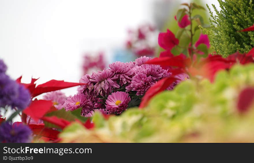 Flower, Pink, Purple, Flora