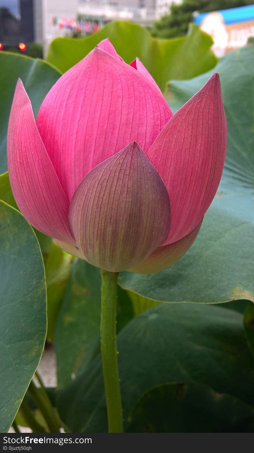 Flower, Lotus, Plant, Sacred Lotus