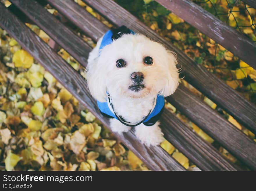 Dog, Dog Breed, Dog Like Mammal, Maltese