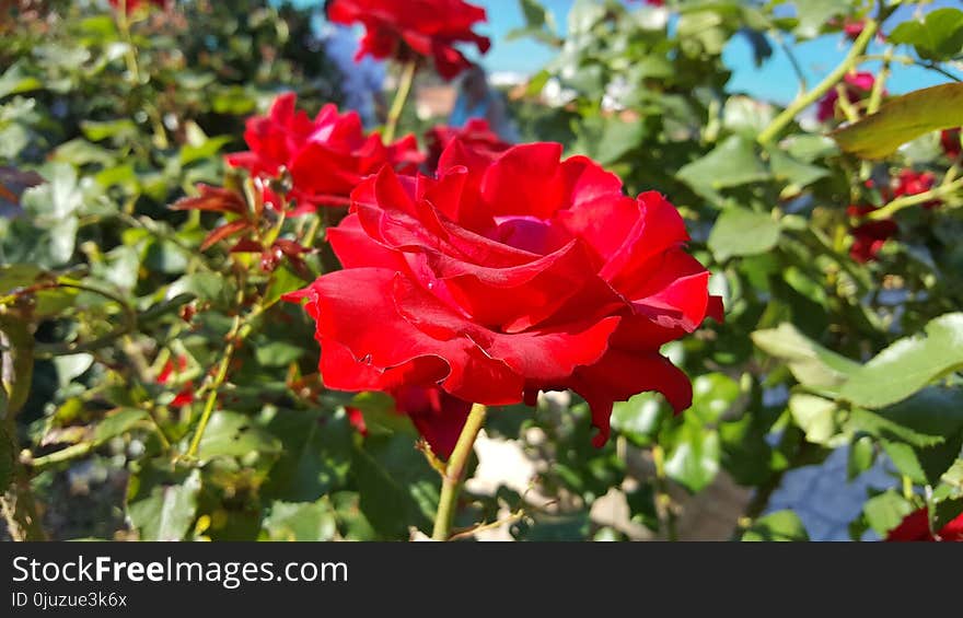 Flower, Rose, Rose Family, Flowering Plant