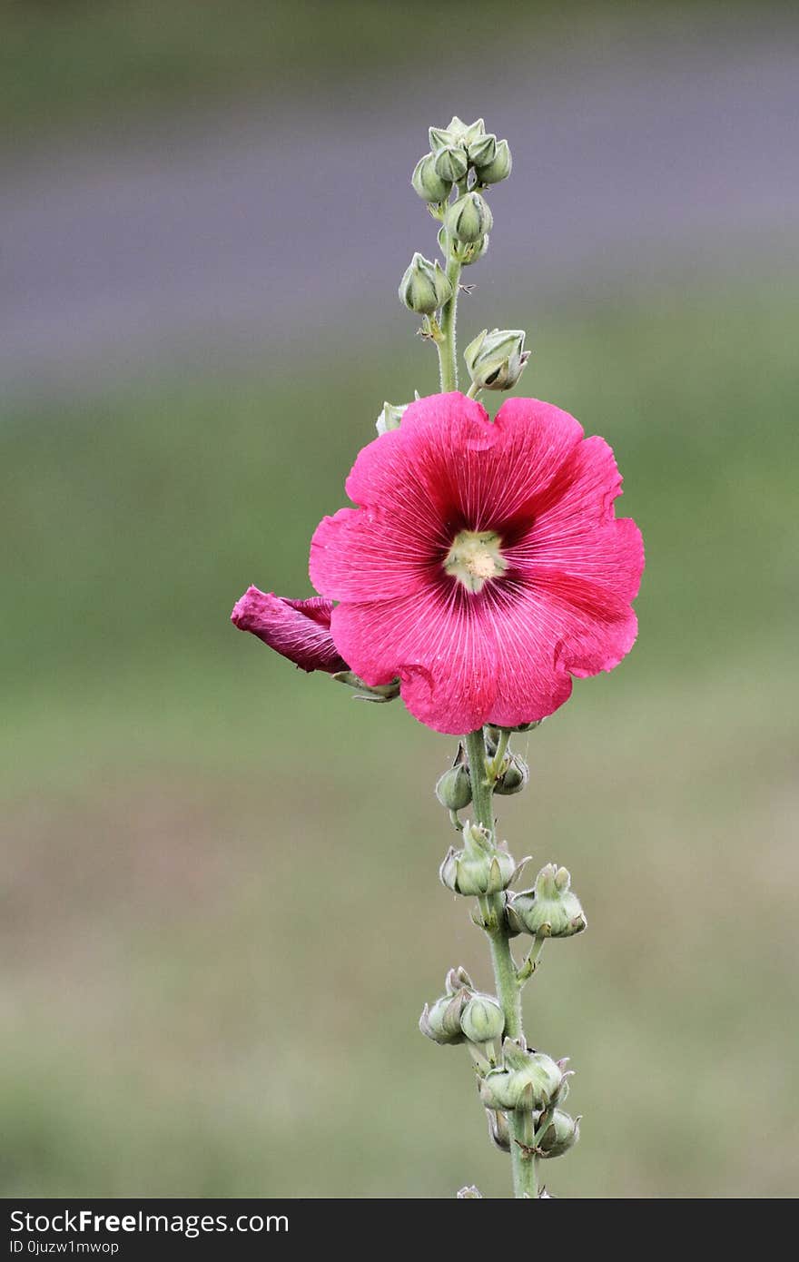 Flower, Plant, Flora, Flowering Plant