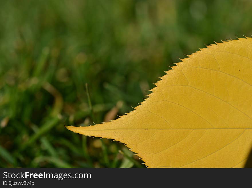 Leaf, Plant, Close Up, Grass