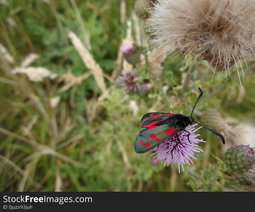 Butterfly, Insect, Moths And Butterflies, Flora