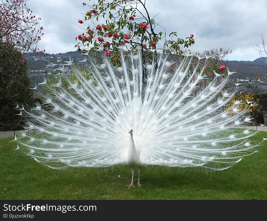 Peafowl, Galliformes, Tree, Bird