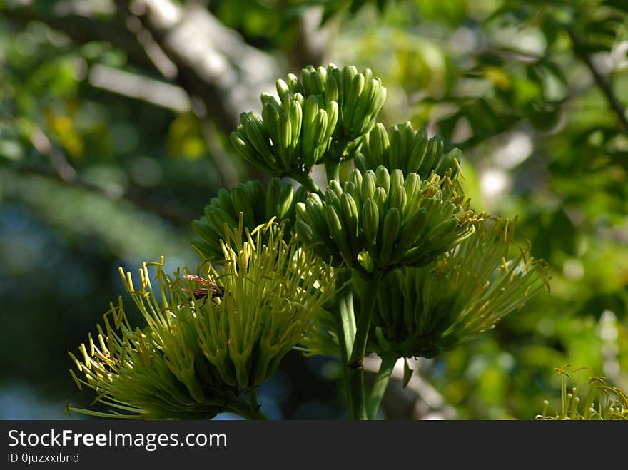 Flora, Plant, Vegetation, Tree