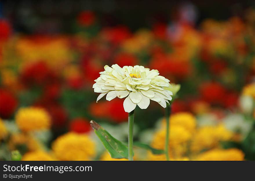 Flower, Yellow, Flora, Spring