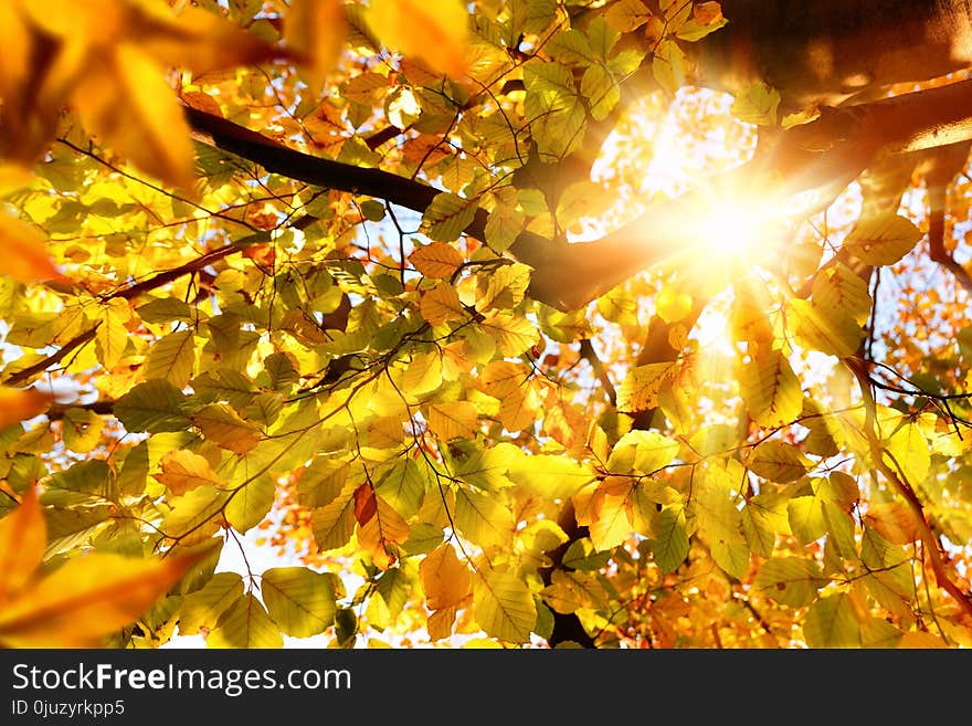 Yellow, Leaf, Autumn, Deciduous