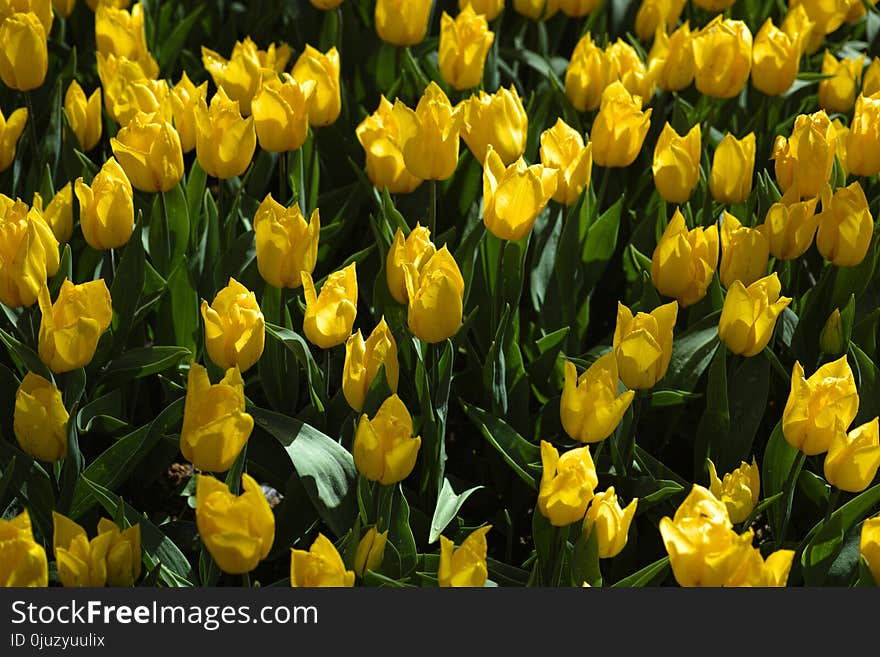 Flower, Plant, Yellow, Flowering Plant