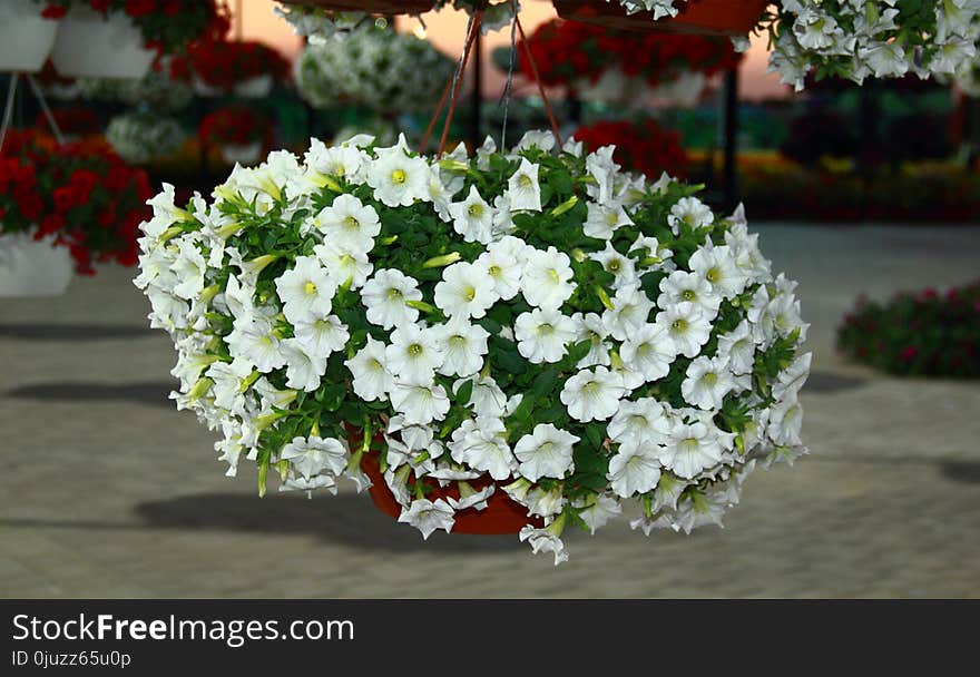 Flower, Plant, White, Flowering Plant