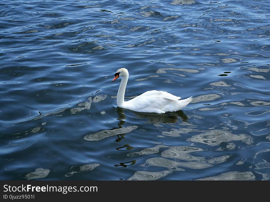 Swan, Water Bird, Bird, Water