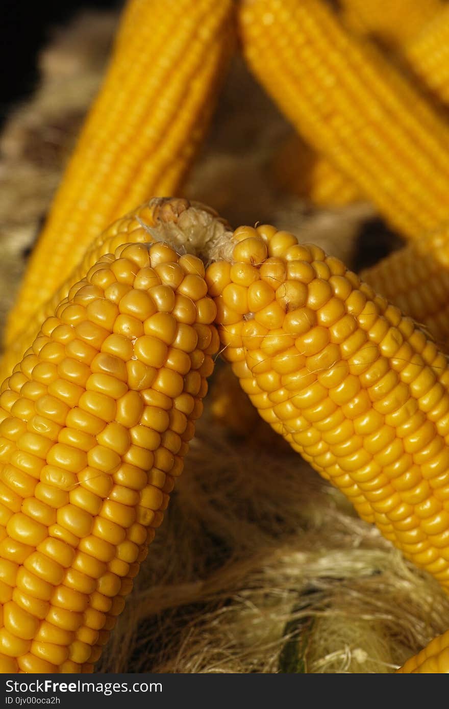 Yellow, Sweet Corn, Corn Kernels, Maize