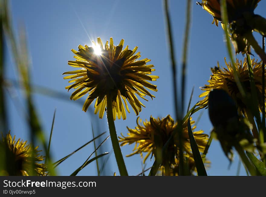 Flower, Flora, Yellow, Sky