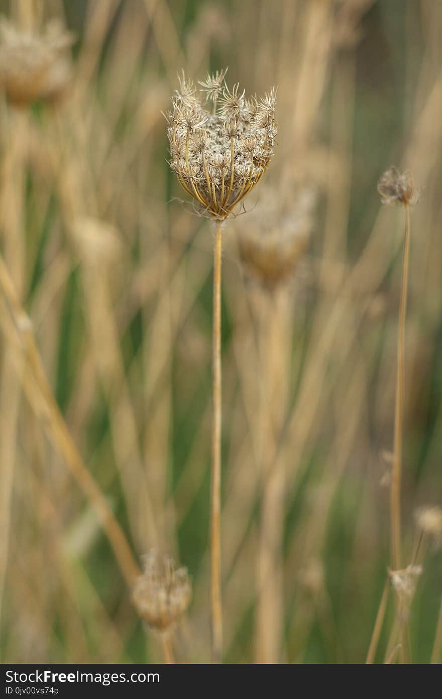 Flora, Plant, Grass Family, Grass