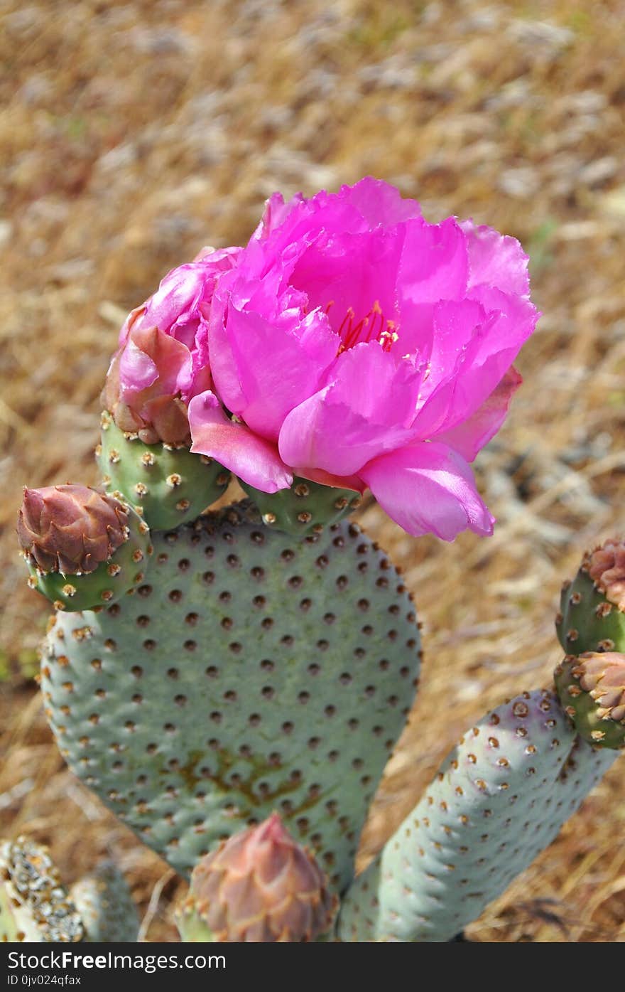 Flowering Plant, Plant, Pink, Cactus