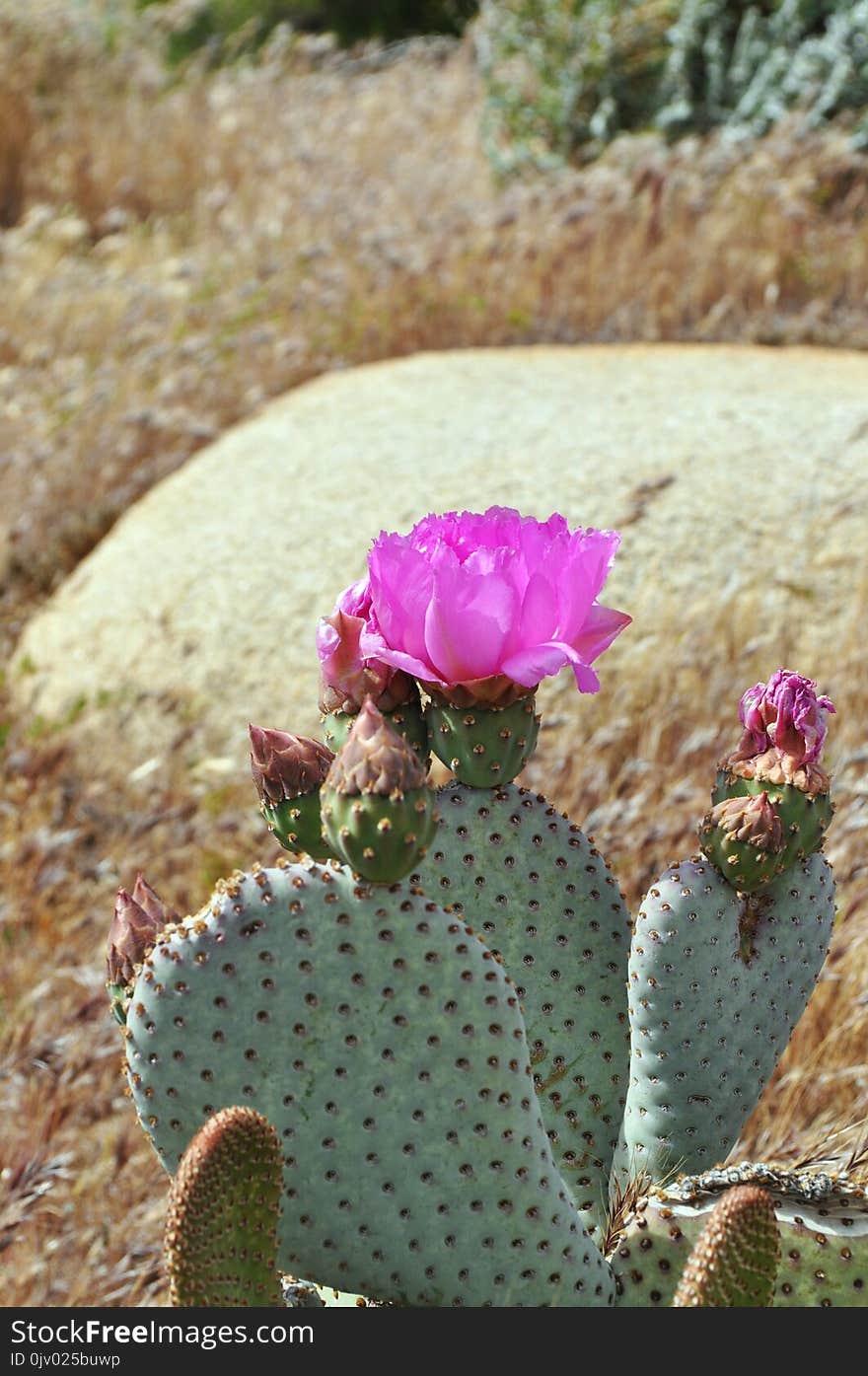 Plant, Flowering Plant, Cactus, Vegetation