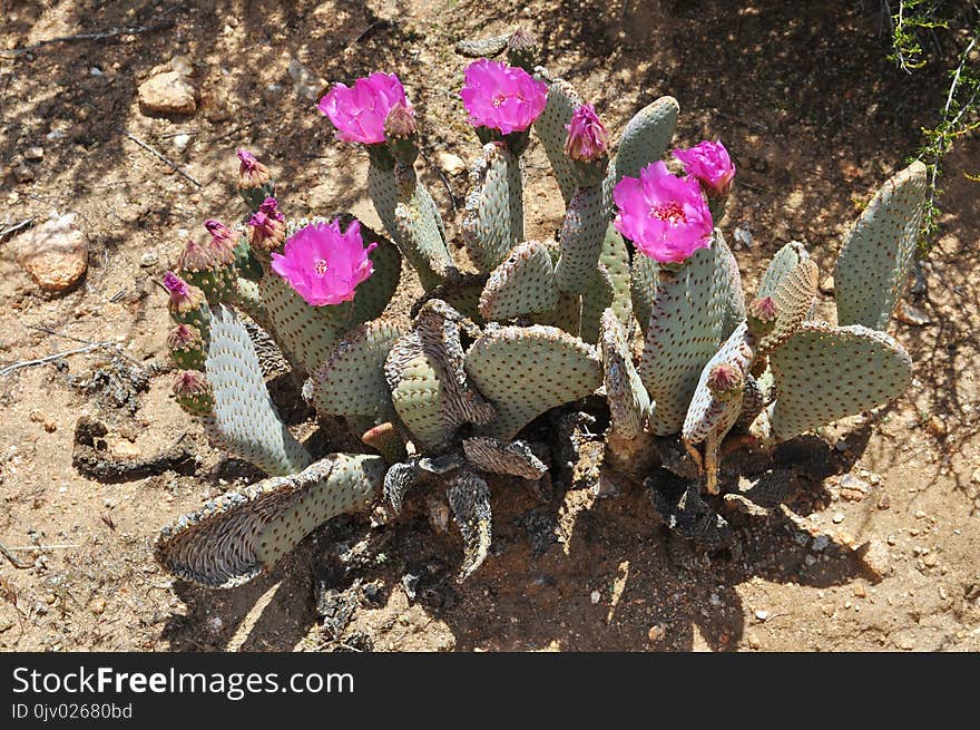 Plant, Flowering Plant, Cactus, Flora