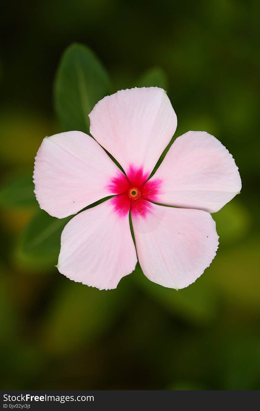 Flower, Pink, Flora, Plant