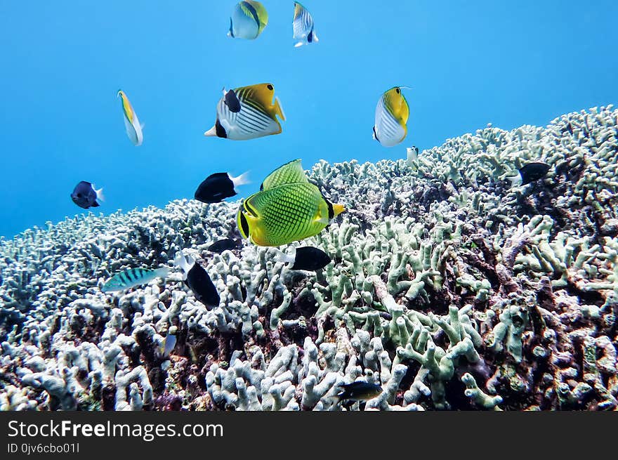 Underwater world of the South China Sea, butterfly fish, pomatsentrovye, in corals, at the bottom of the sea