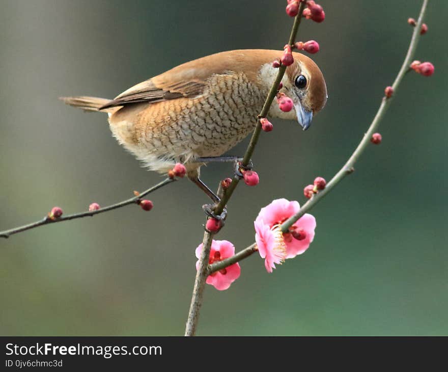 Spring flowers and birds, Bull-headed Shrike and cherry blossoms 2018.03.06. Hangzhou, China