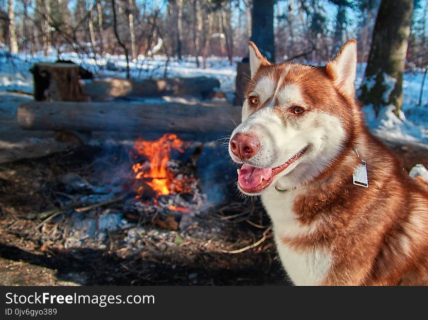 Red Siberian husky sitting by the campfire in winter forest in sunny frosty day. Dog smiles and looks at camera.