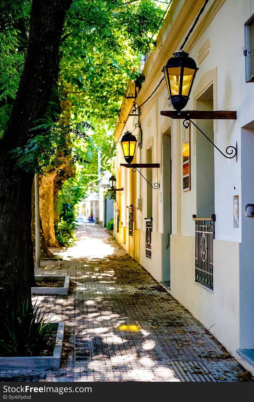 Cobbled Street During Sunset, Trees Full Of Flowers