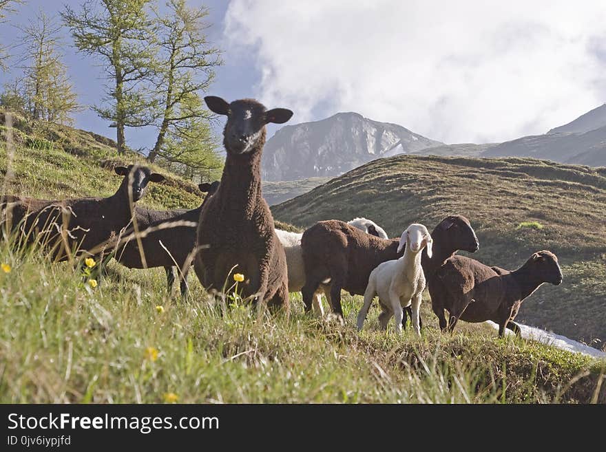 Sheeps in South Tyrol near Sterzing