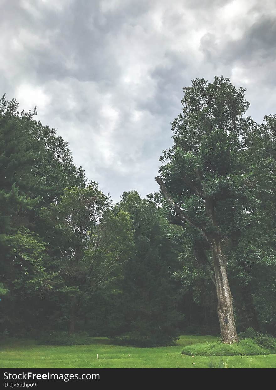 Green Trees Under the Cloudy Sky