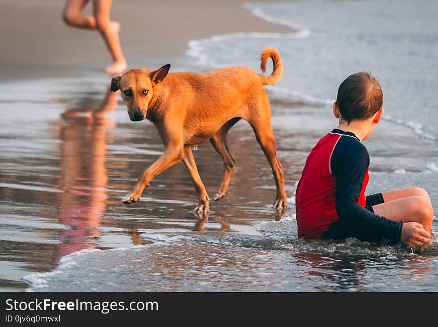 Boy Sitting on Seashore Beside Brown Dog at Day Time