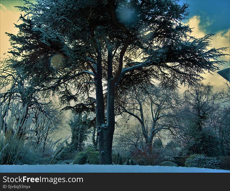 Gray Trees Under Winter